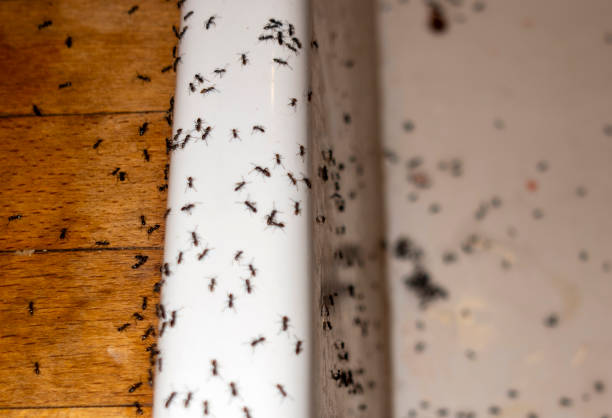 Best Wildlife Control Services  in Walce, LA